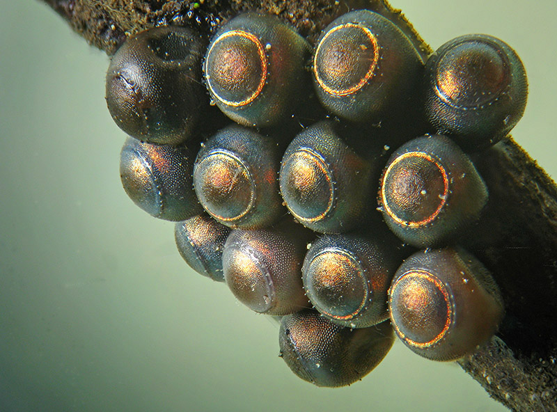 Uova di Rhaphigaster nebulosa parassitate da Braconidae